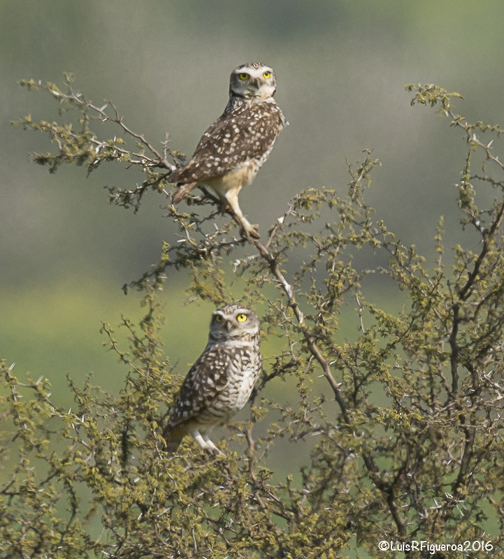 Burrowing Owl (Southern) - ML204930561