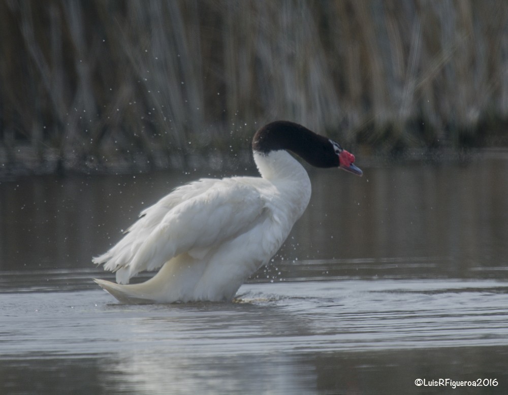 Black-necked Swan - Luis R Figueroa