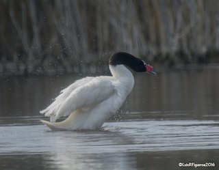 Black-necked Swan, ML204930571