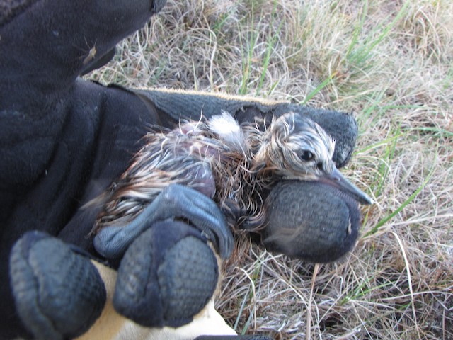 Newly hatched. - Hudsonian Godwit - 
