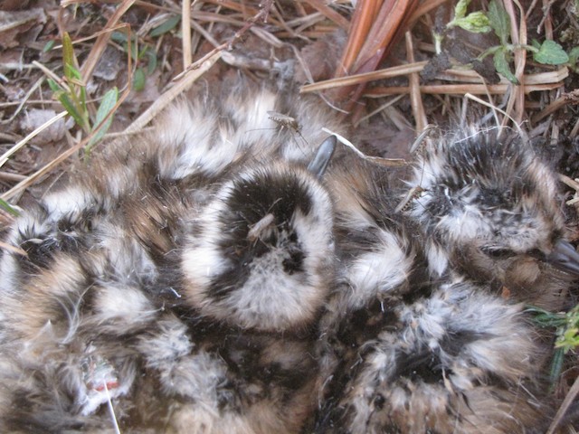 Hatchlings with mosquitoes. - Hudsonian Godwit - 