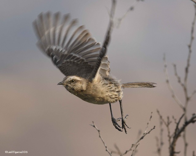 Bird&nbsp;taking flight. - Chilean Mockingbird - 
