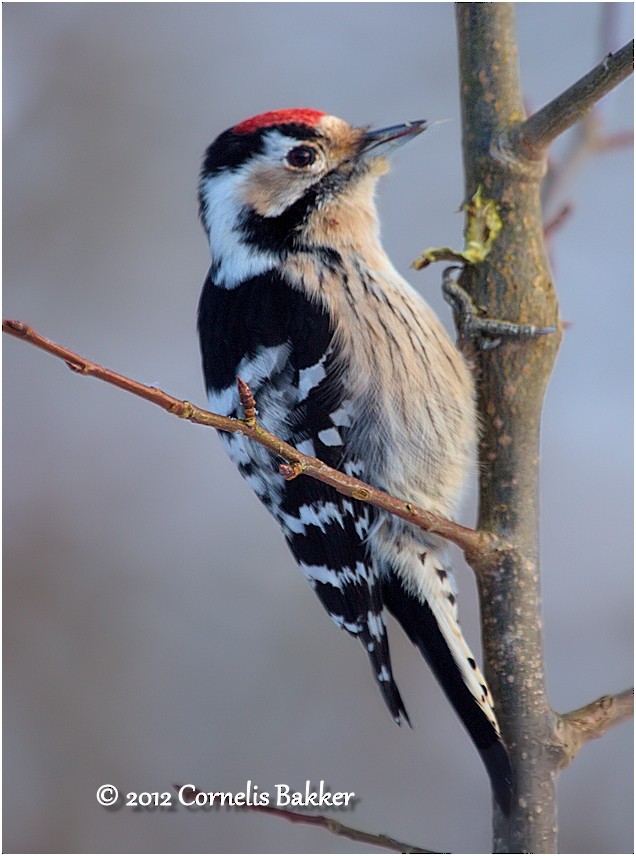Lesser Spotted Woodpecker - Cornelis Bakker