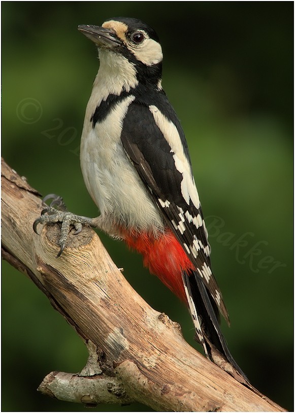 Great Spotted Woodpecker - Cornelis Bakker