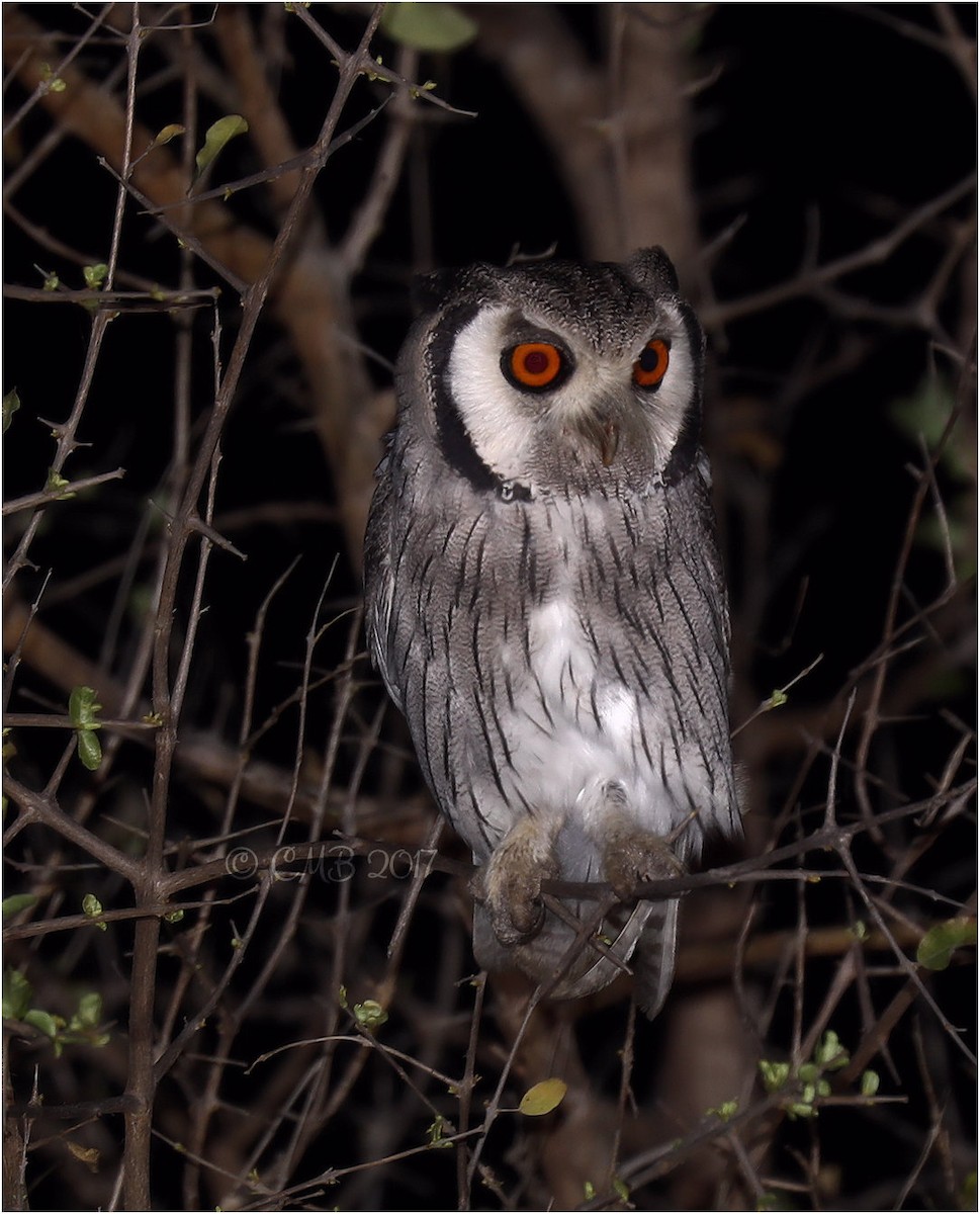Southern White-faced Owl - ML204930991