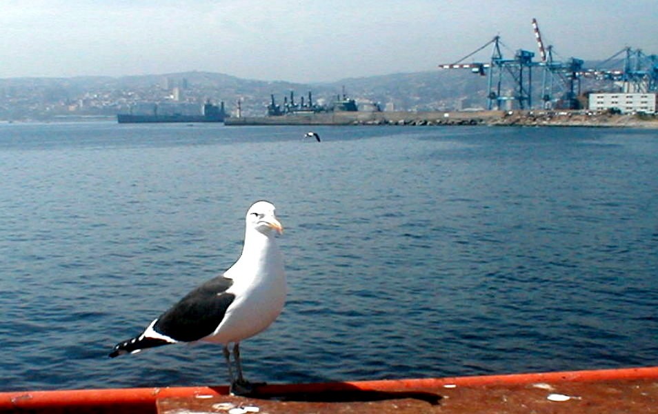 Kelp Gull (dominicanus) - Igor Solar
