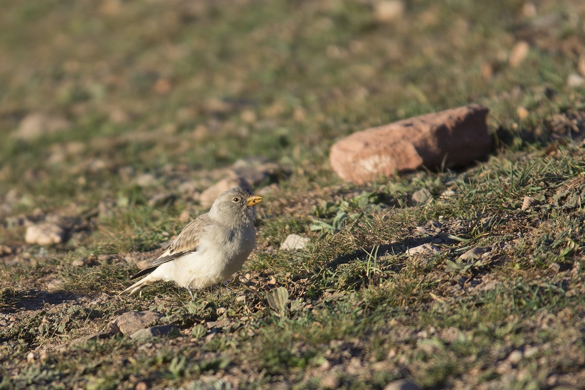 White-winged Snowfinch - Pere Monistrol