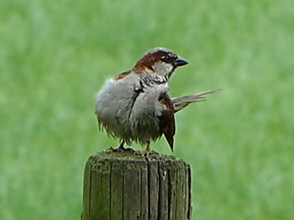House Sparrow - Wout van den Brink