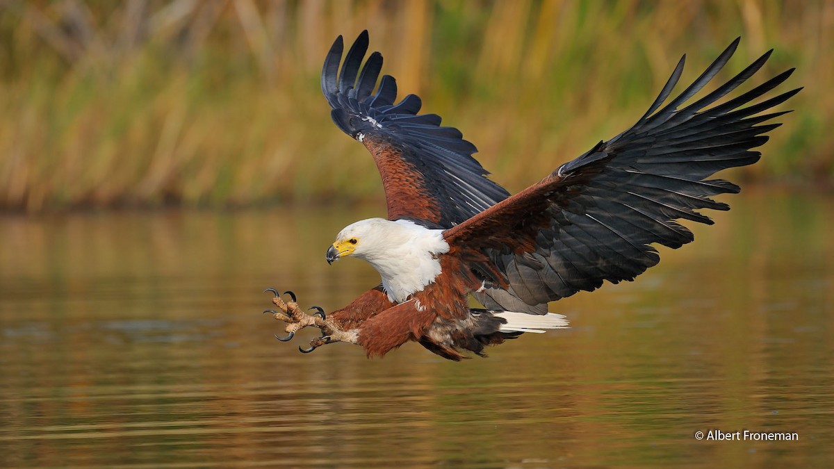 African Fish-Eagle - ML204931321