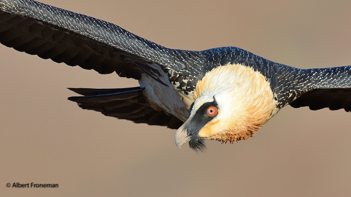 Bearded Vulture (African) - Albert Froneman