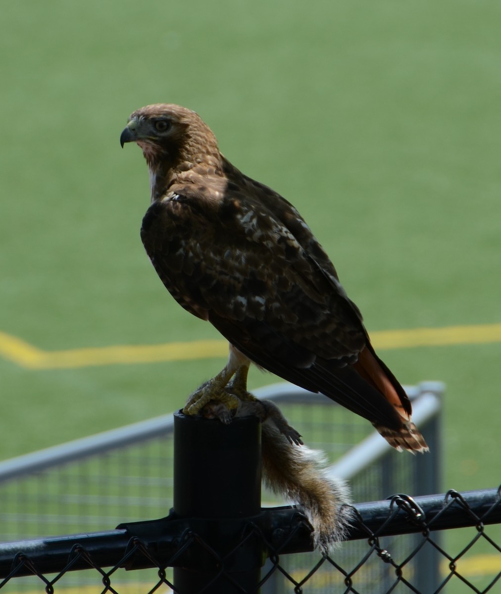 Red-tailed Hawk - ML204931461