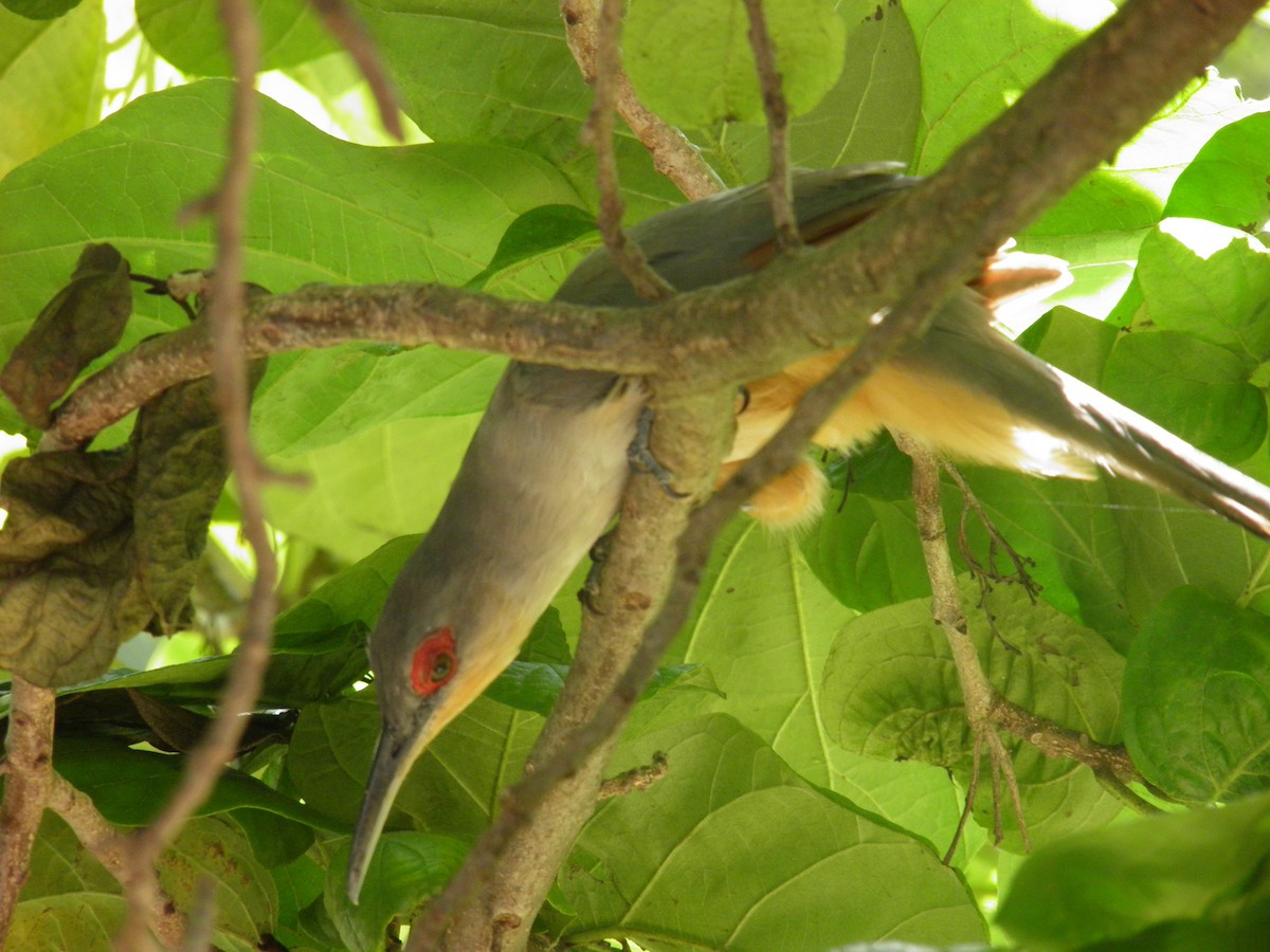 Hispaniolan Lizard-Cuckoo - Gerhard Tauscher
