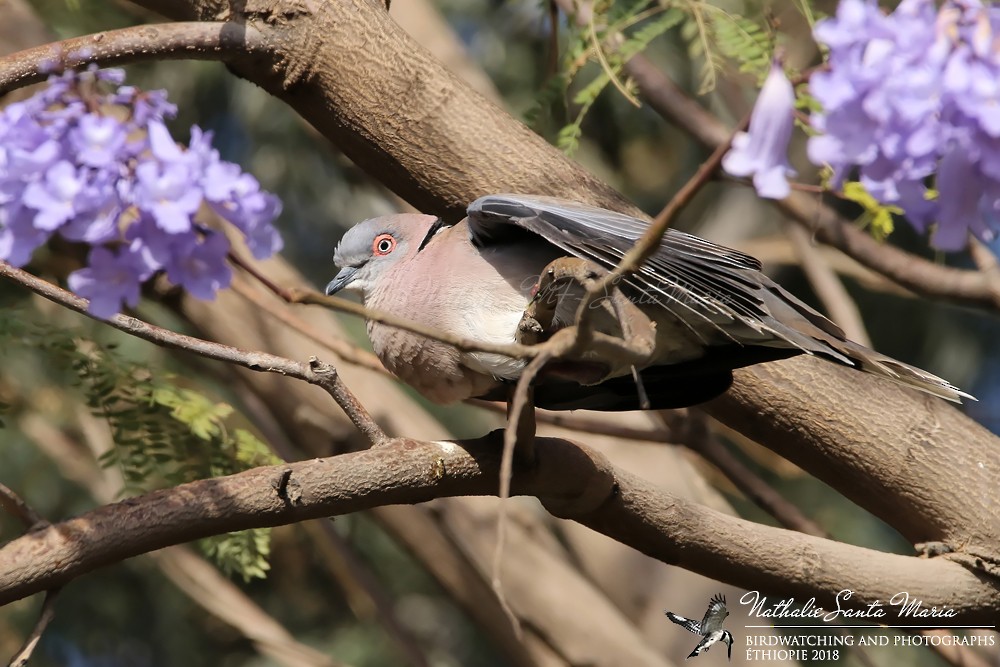 Mourning Collared-Dove - ML204931721