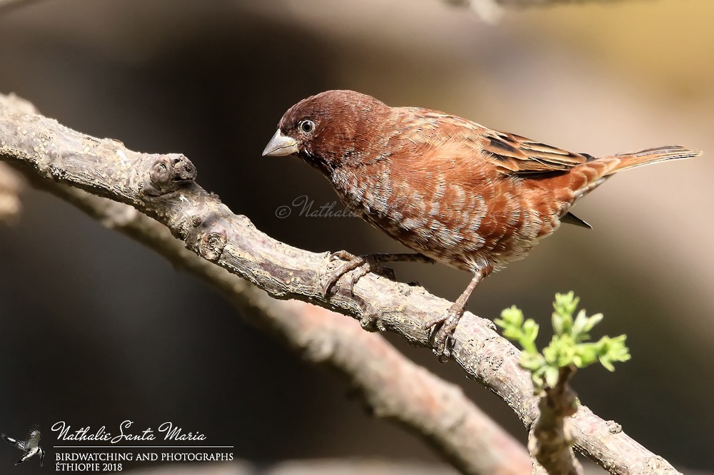 Chestnut Sparrow - ML204931851