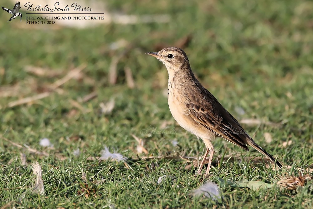African Pipit (African) - ML204931981