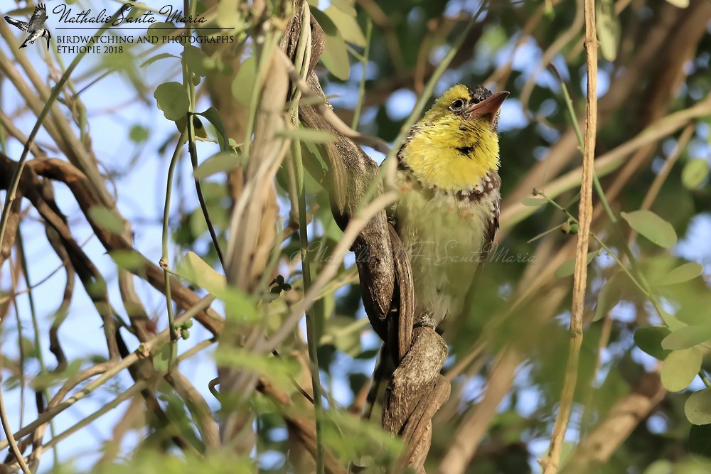 Yellow-breasted Barbet - ML204932041