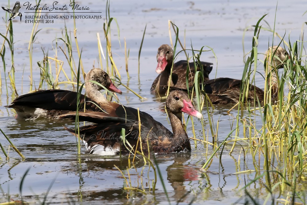 Spur-winged Goose (Northern) - ML204932141