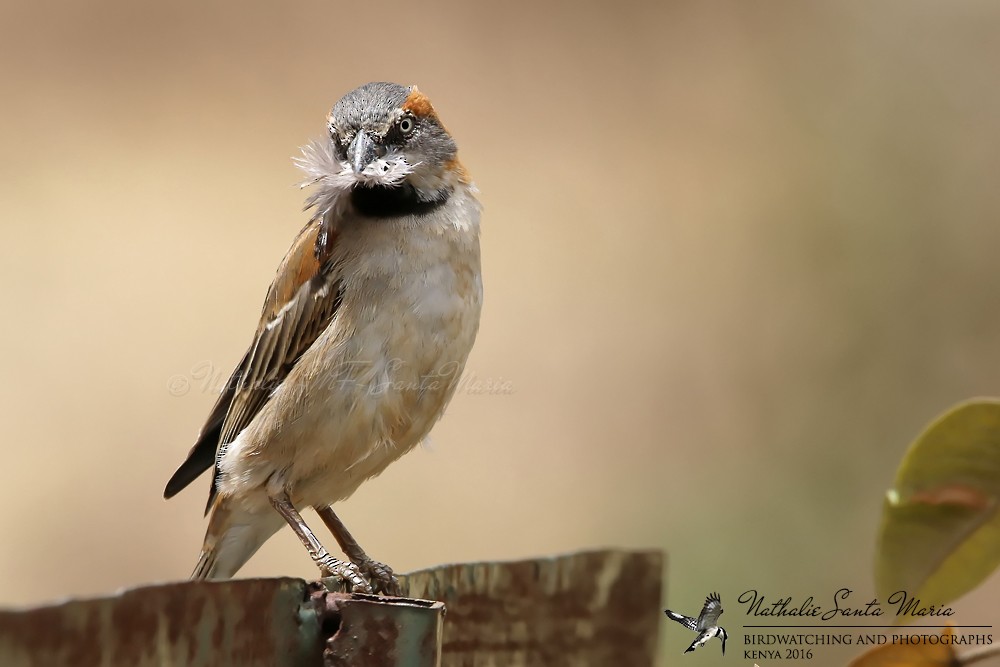 Kenya Rufous Sparrow - Nathalie SANTA MARIA