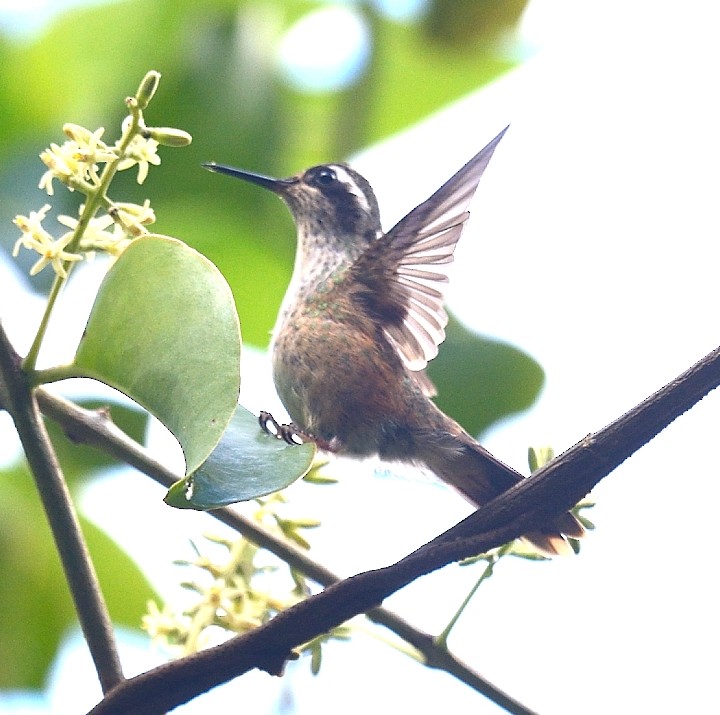 Speckled Hummingbird (melanogenys Group) - Luis R Figueroa