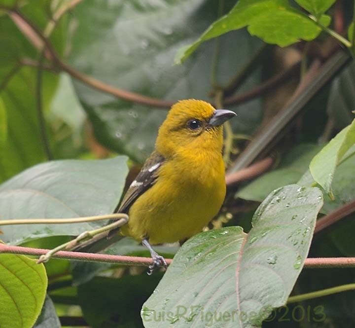 White-winged Tanager - Luis R Figueroa