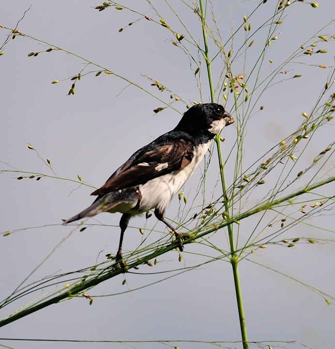 Lined Seedeater - Luis R Figueroa