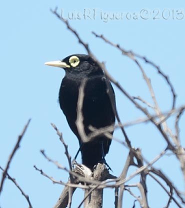 Spectacled Tyrant - Luis R Figueroa