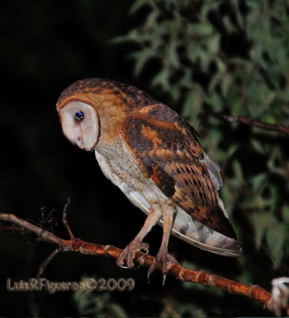 Barn Owl - Luis R Figueroa