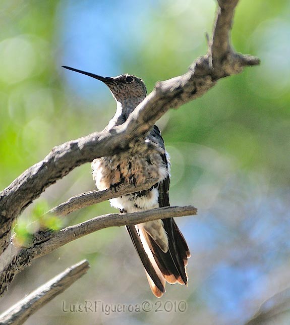 Giant Hummingbird - Luis R Figueroa