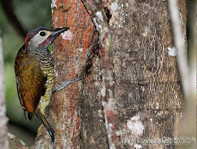 Golden-olive Woodpecker (Golden-olive) - Luis R Figueroa