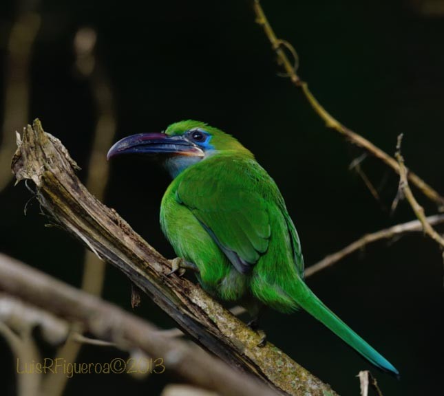 Groove-billed Toucanet (Groove-billed) - ML204932741