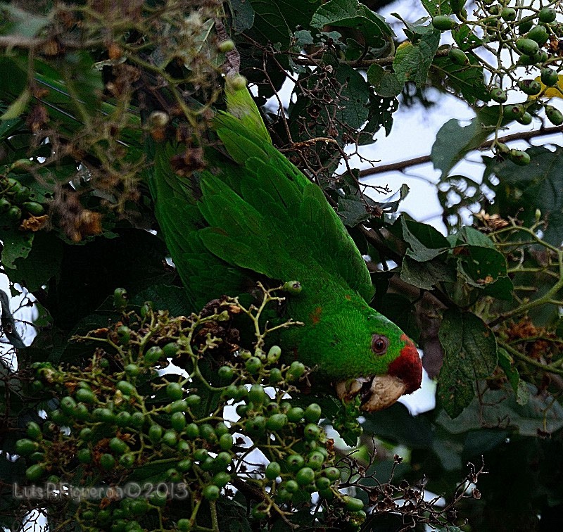 Scarlet-fronted Parakeet (Scarlet-fronted) - ML204932761