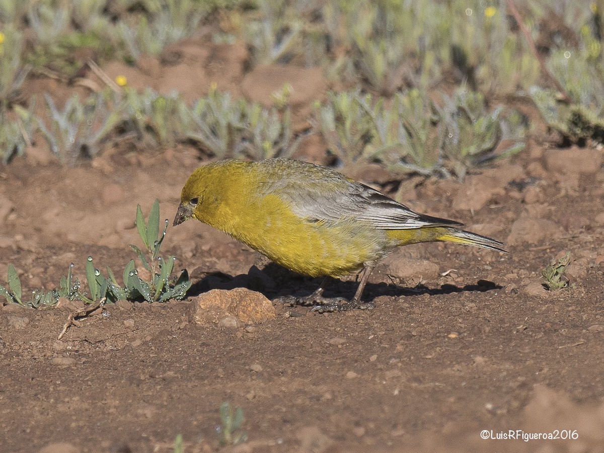 Greater Yellow-Finch - ML204932791