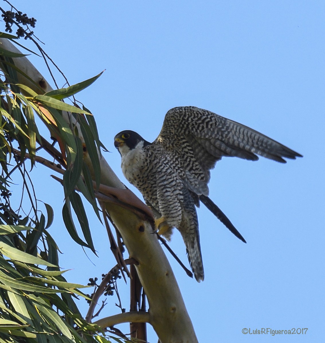 Peregrine Falcon (South American) - Luis R Figueroa