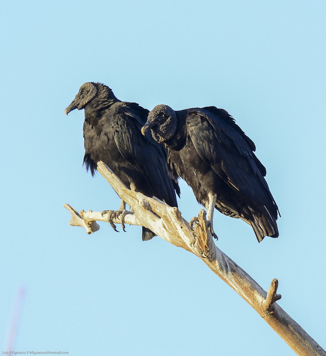 Black Vulture - ML204933041