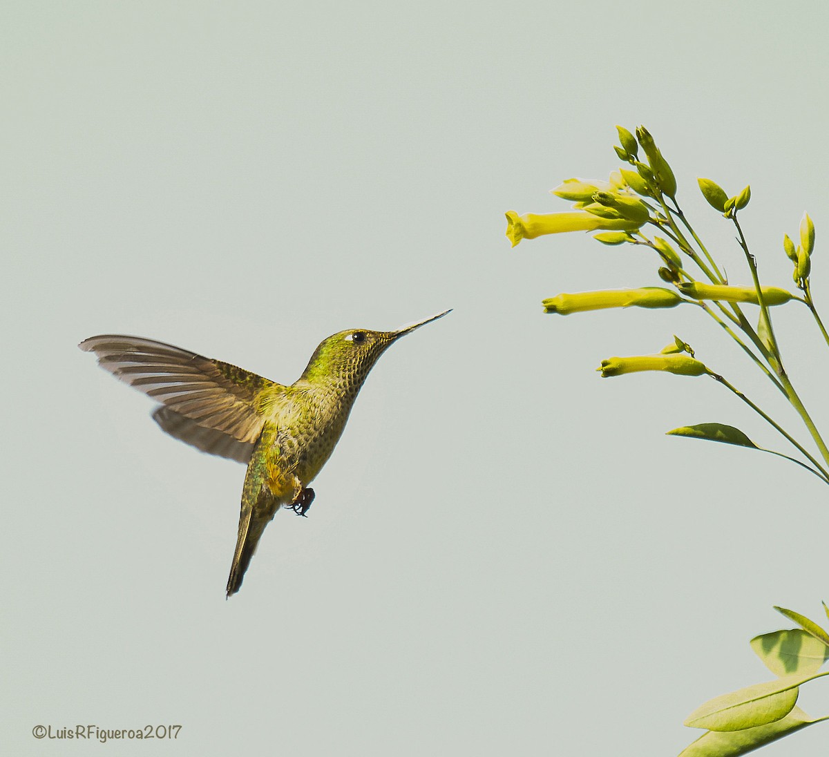 Green-backed Firecrown - ML204933161