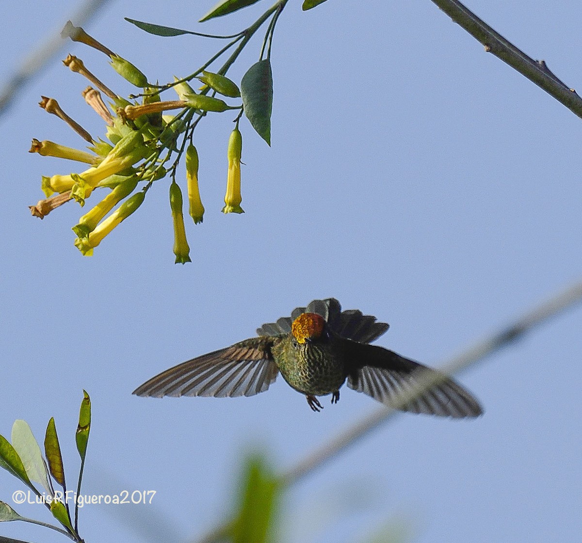 Green-backed Firecrown - ML204933271