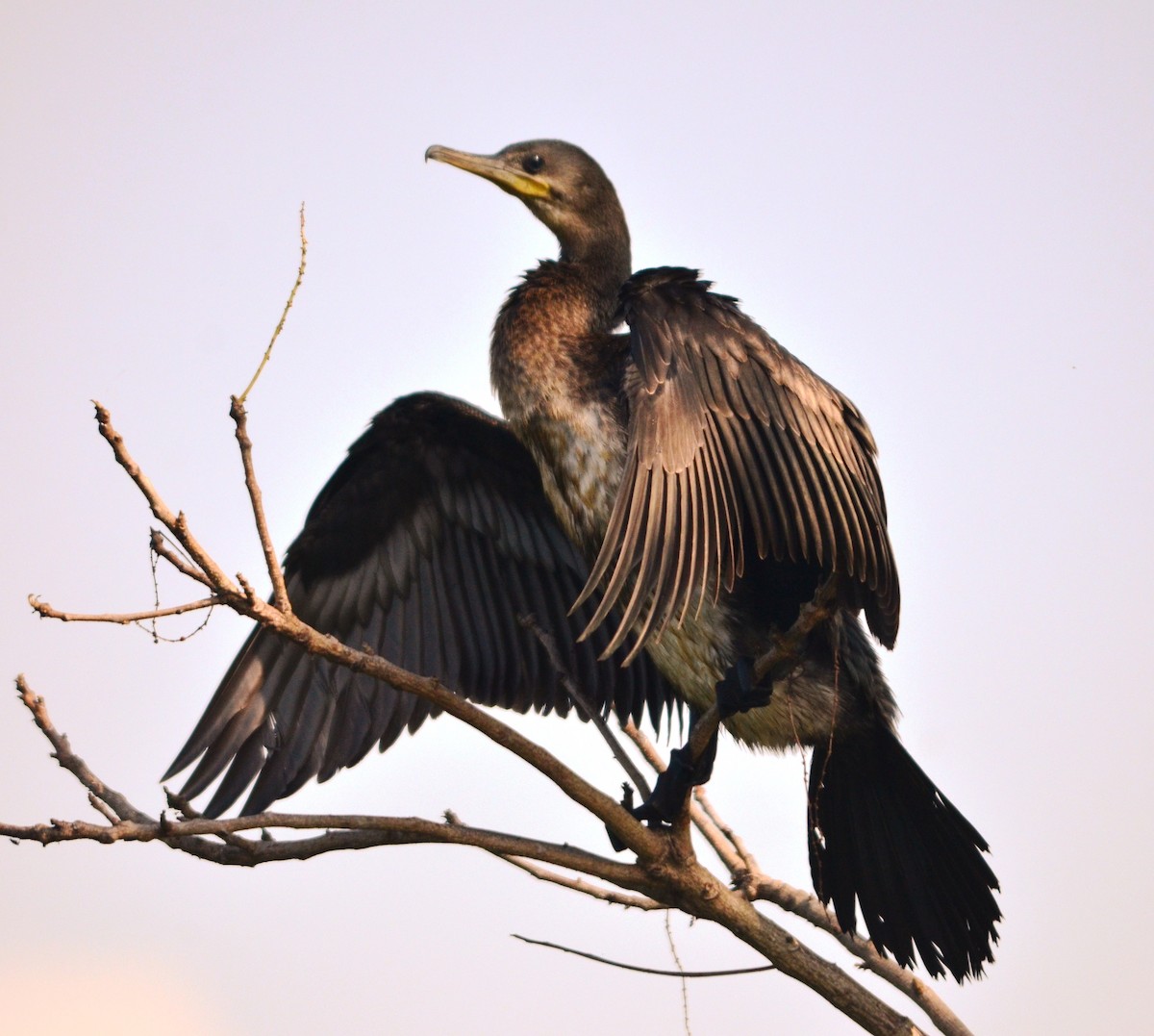 Indian Cormorant - Gerhard Tauscher