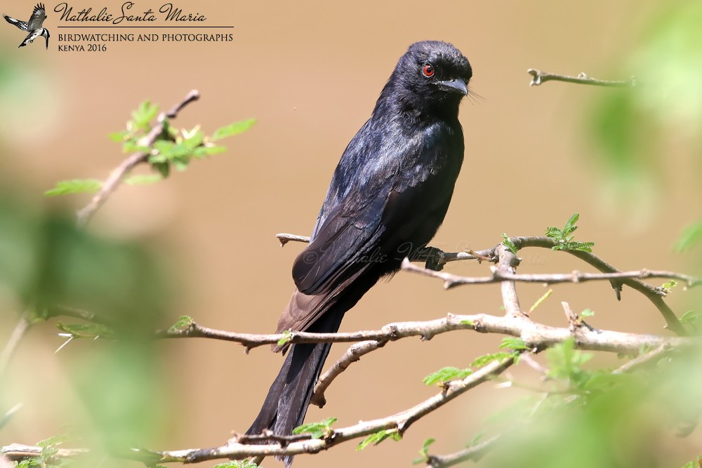 Fork-tailed Drongo - ML204934261