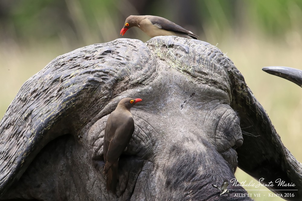 Red-billed Oxpecker - ML204934431