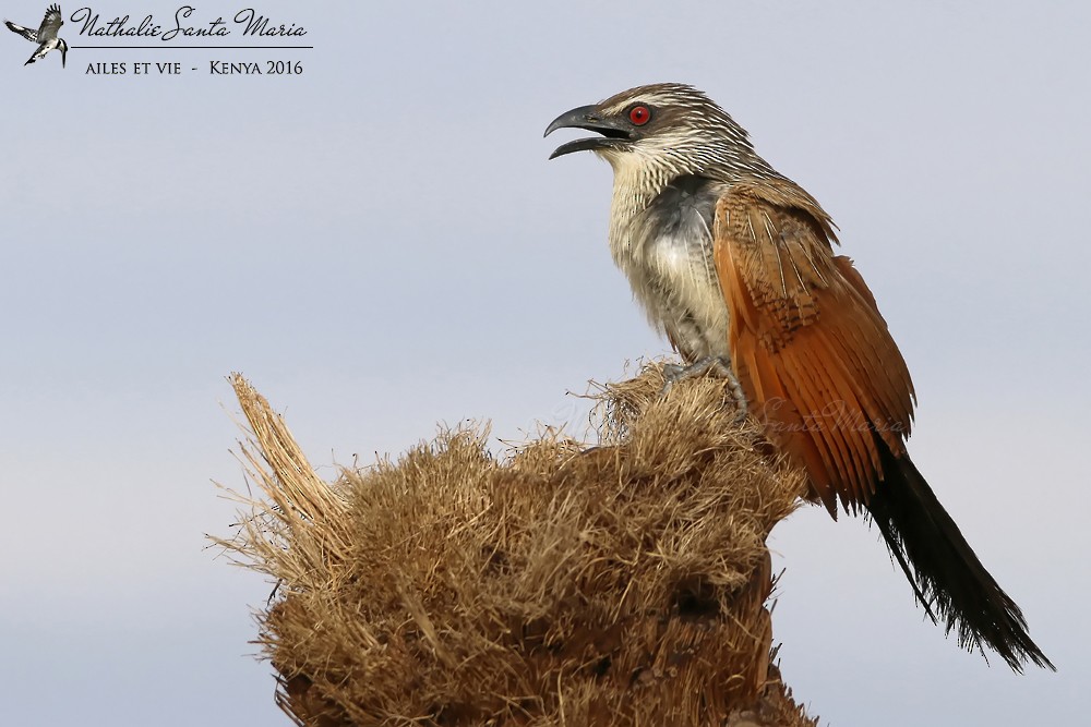 White-browed Coucal - ML204934551