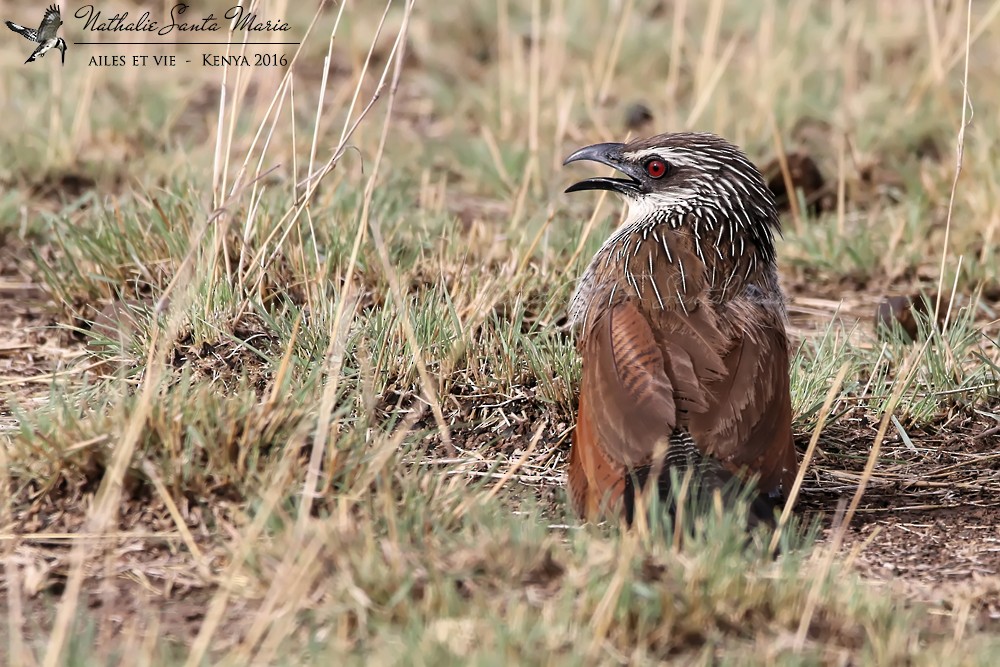 White-browed Coucal - ML204934561