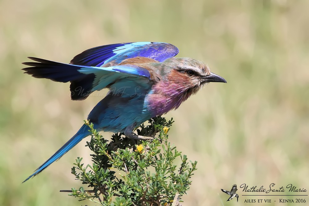 Lilac-breasted Roller (Lilac-breasted) - ML204934571