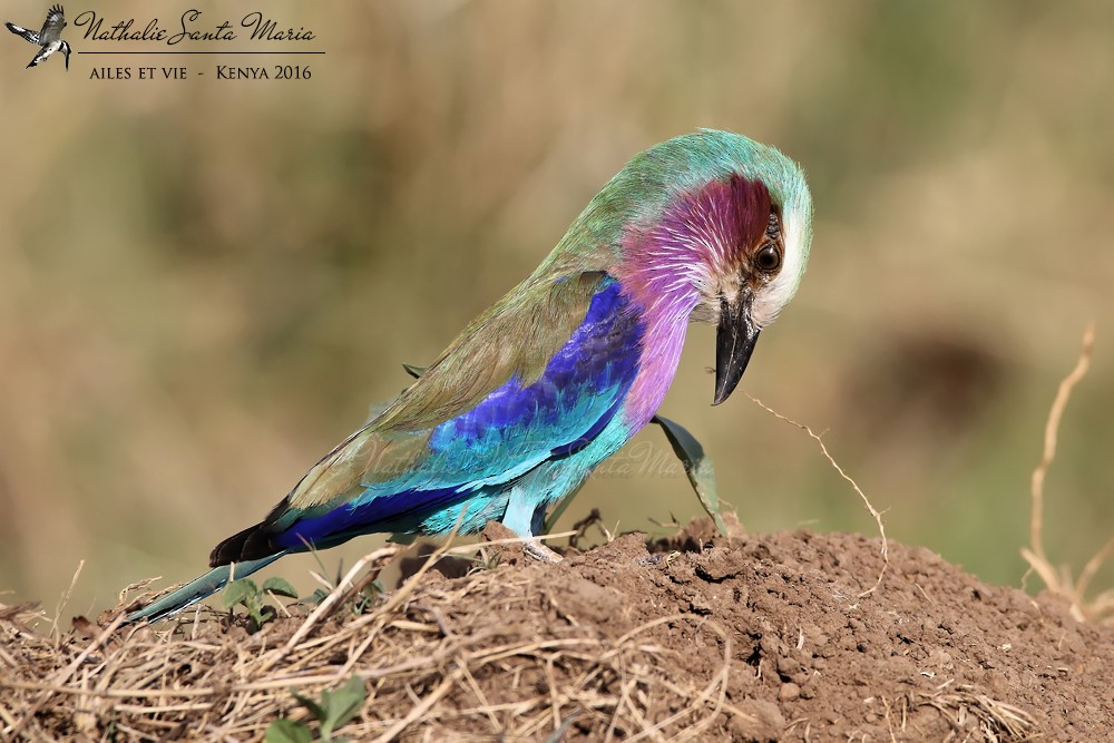 Lilac-breasted Roller (Lilac-breasted) - ML204934581