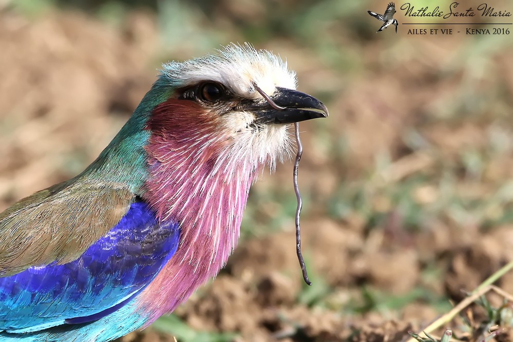 Lilac-breasted Roller (Lilac-breasted) - ML204934591
