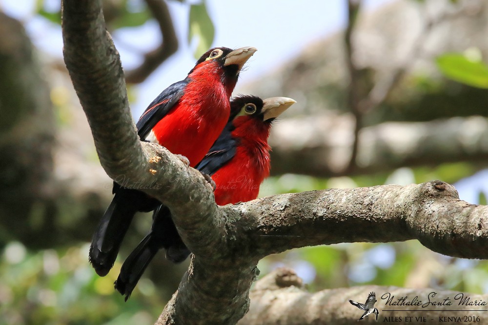 Double-toothed Barbet - ML204934651