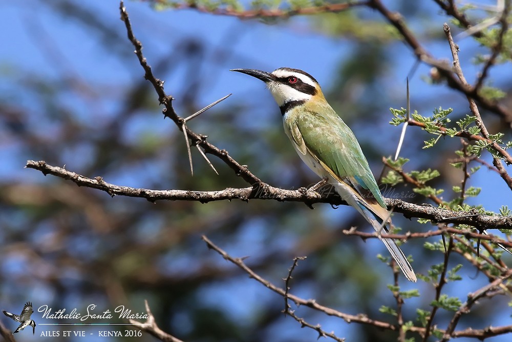 White-throated Bee-eater - ML204934661