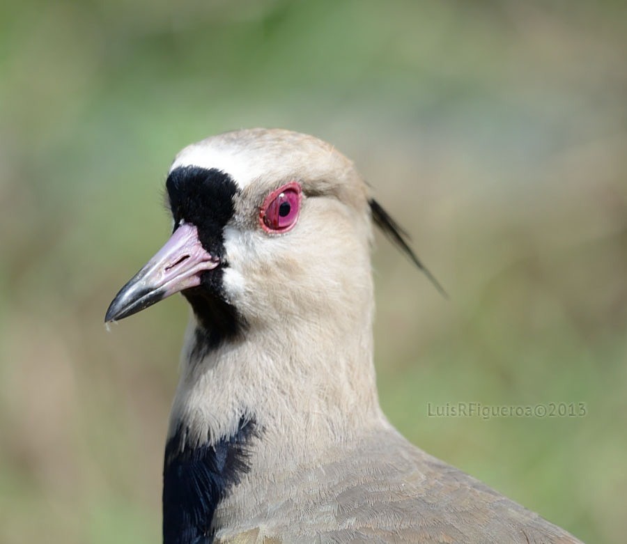 Southern Lapwing - Luis R Figueroa