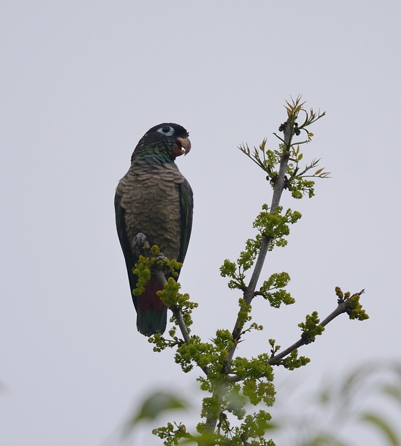 Red-billed Parrot - ML204934741