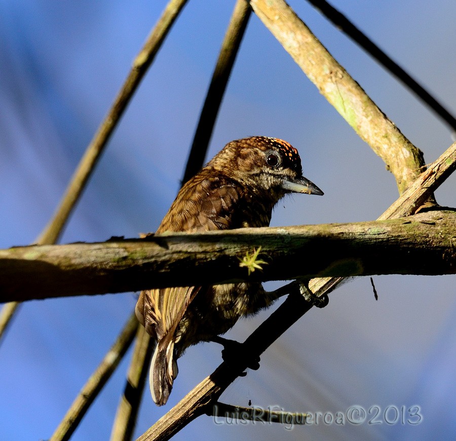 Scaled Piculet - Luis R Figueroa