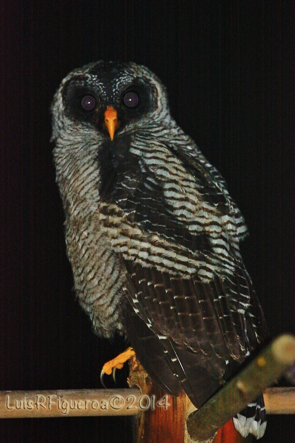 Black-and-white Owl - Luis R Figueroa